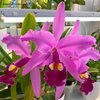 Cattleya warscewiczii Sanderiana..